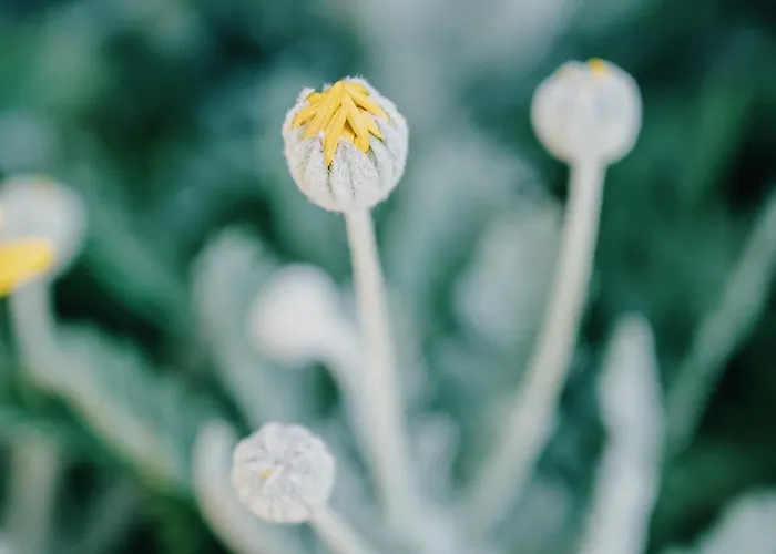 Apartamento Domus Silvana