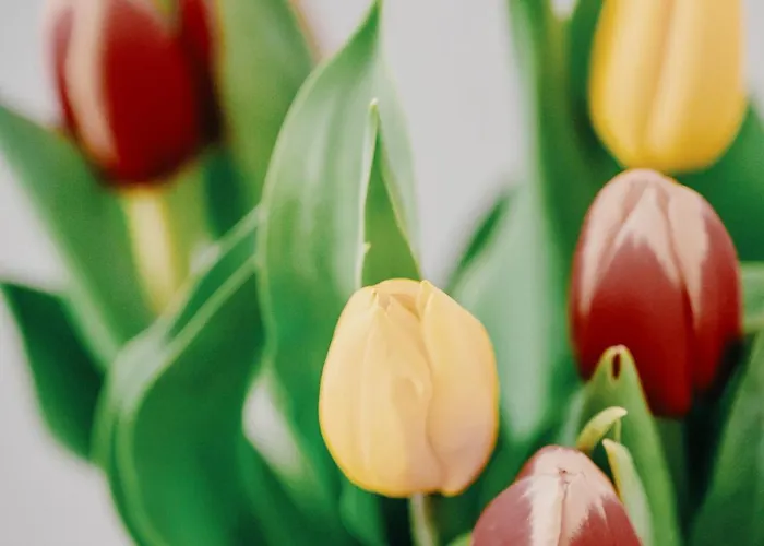 Domus Silvana Apartamento *